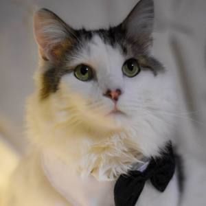 Meet your Posher, Caitlyn